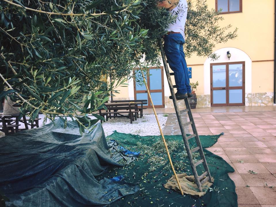 raccolta delle olive