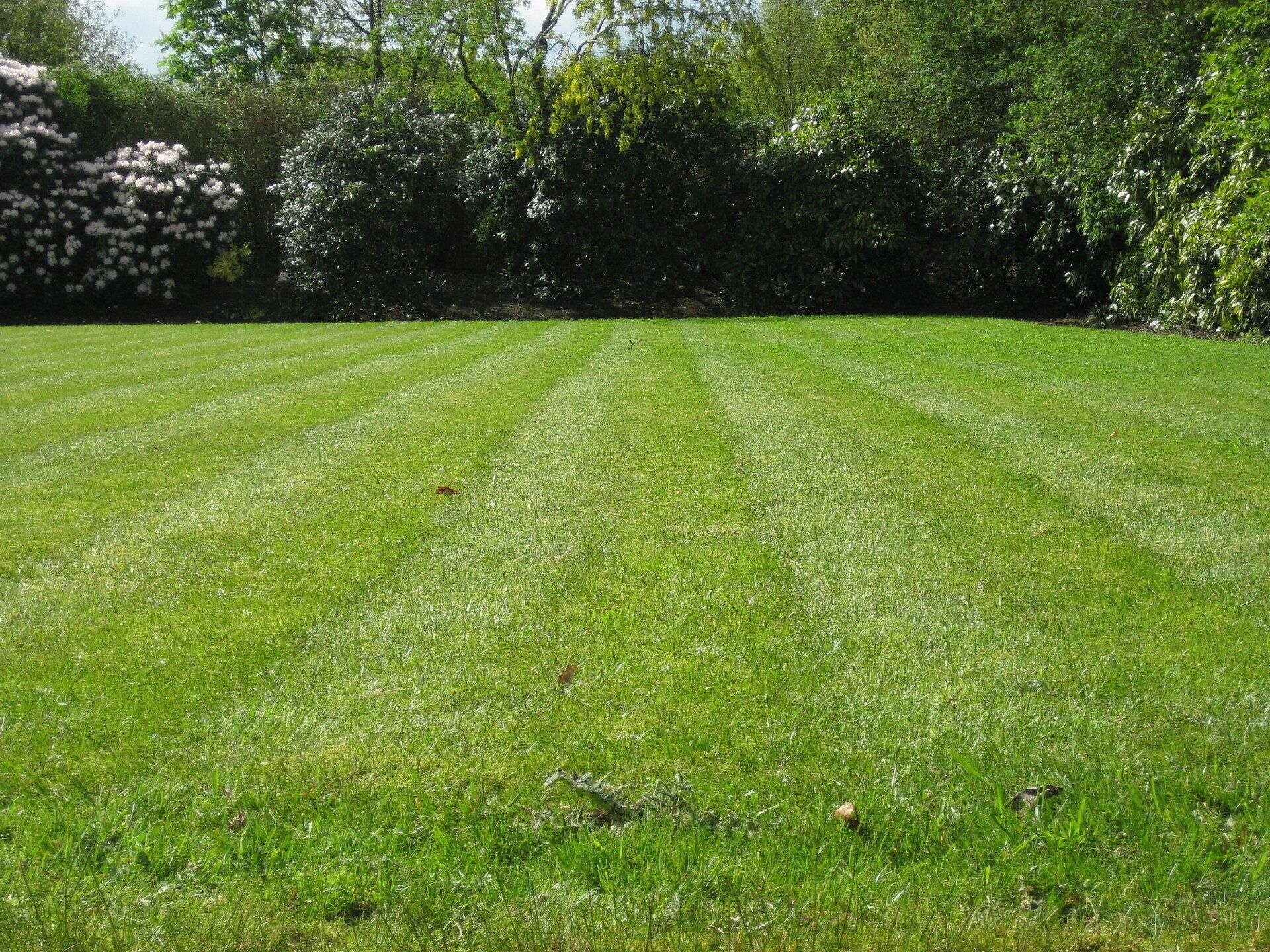 Grass Lawn Mowed Into Lines - Chesapeake, VA - Western Branch Lawn & Landscapes