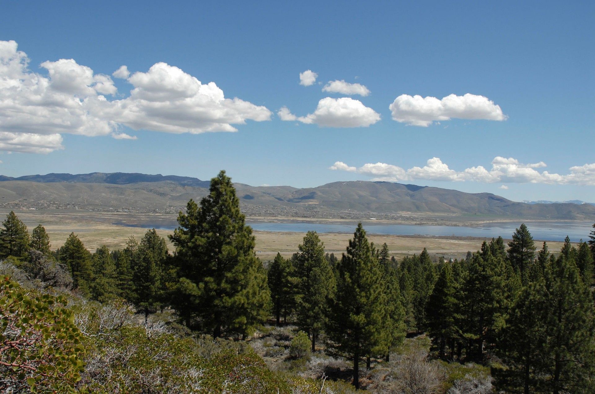 A forest with mountains in the background and a lake in the foreground
