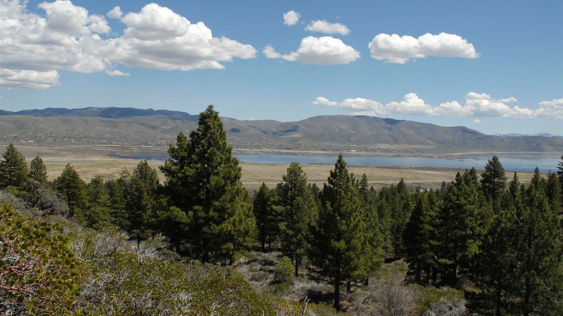 A forest with mountains in the background and a lake in the foreground
