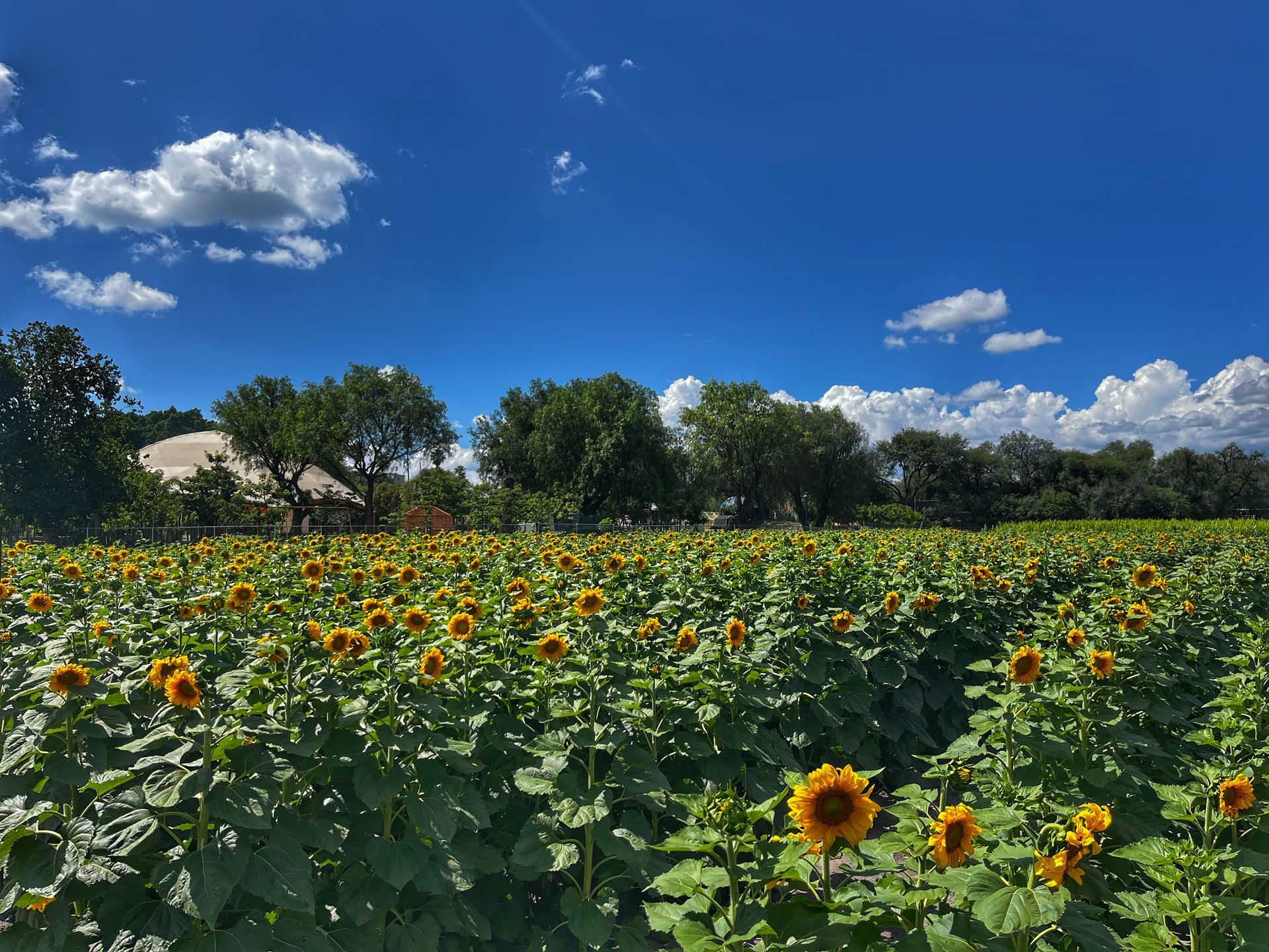 Campo de girasoles bajo un cielo azul brillante con nubes blancas y esponjosas, árboles al fondo.