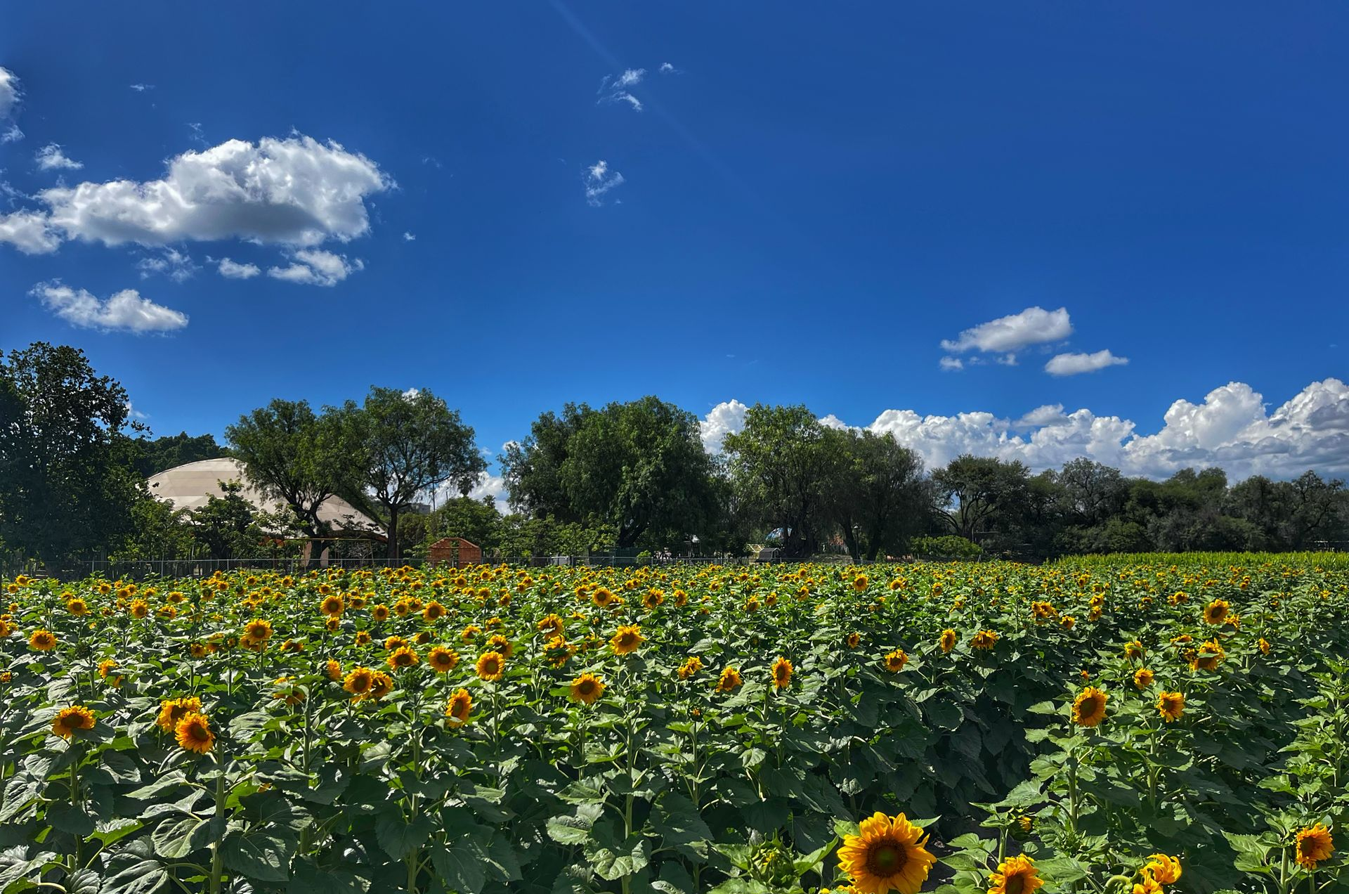 Campo de girasoles bajo un cielo azul brillante con esponjosas nubes blancas.