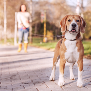 A brown and white dog on a leash with a woman in the background