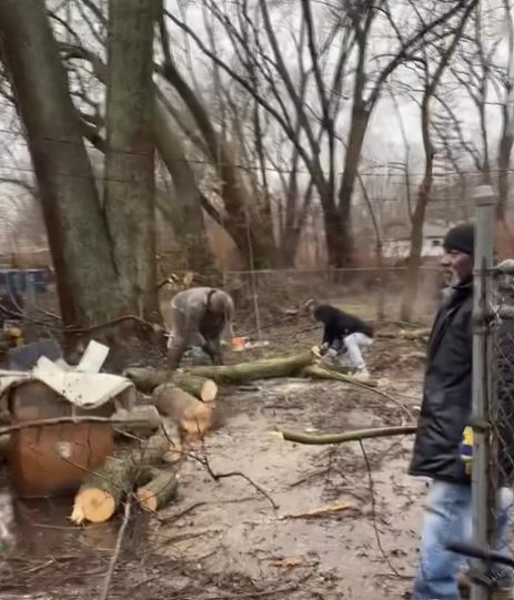 Tree Removal Service