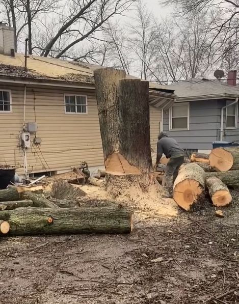 Worker Cutting a Residential Tree
