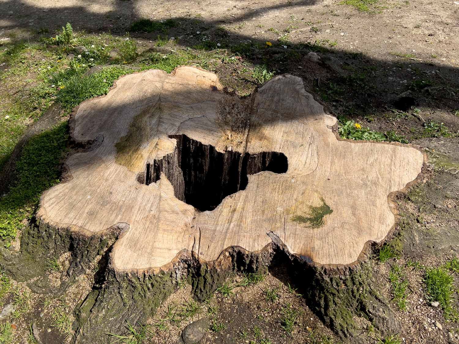 Tree Stump in a Garden