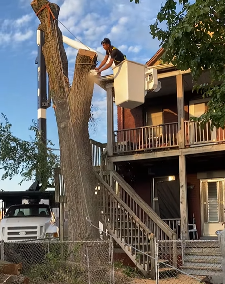 Tree Removal Using Chainsaw