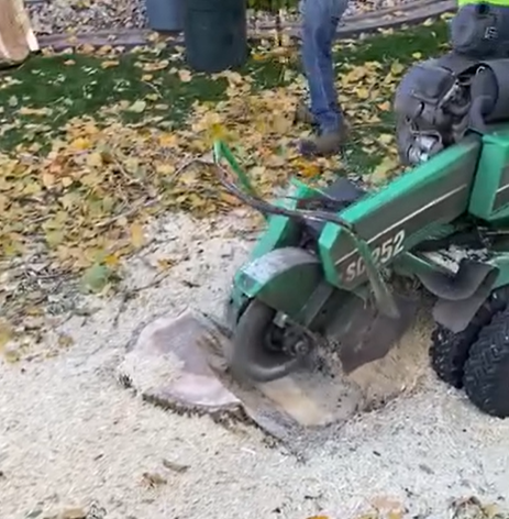 Tree Stump in a Backyard