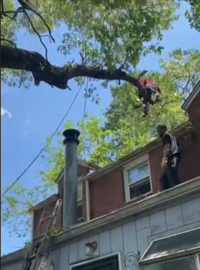 Worker Cutting a Tree Branch