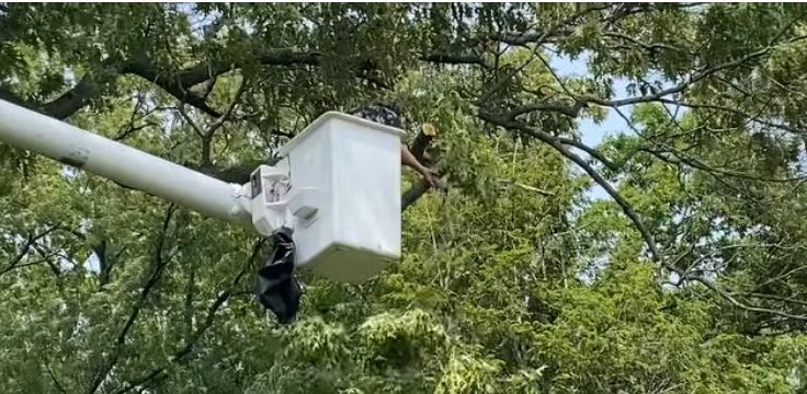 Worker Removing the Grass in Backyard