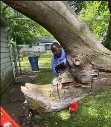 Tree Care Experts in Backyard