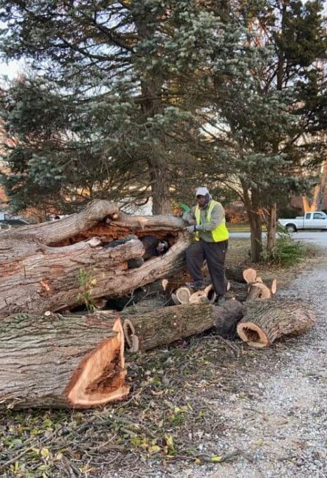 Worker and Cut Branches of a Tree