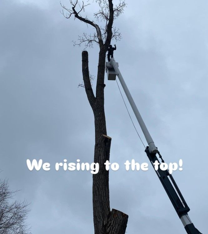 Worker on Crane is Trimming a Tall Tree