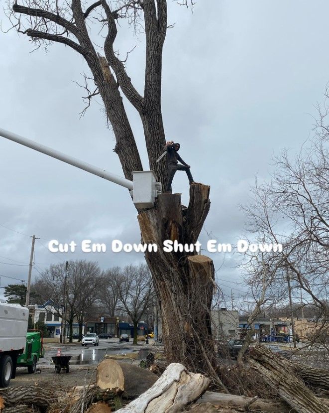 Cutting a Tall Tree in Backyard