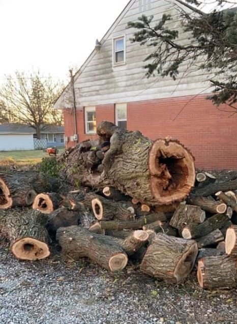 Cut Branches of a Tall Tree