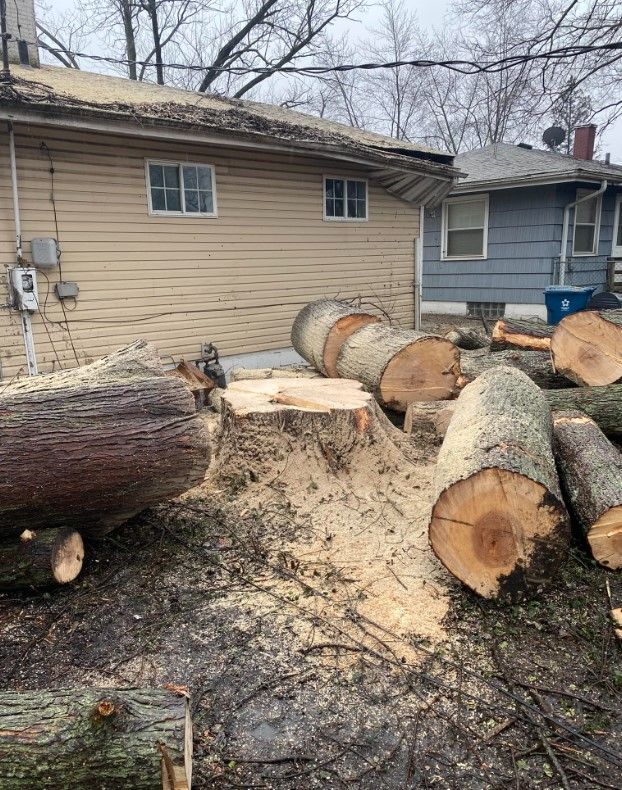 Huge Tree Logs on Ground