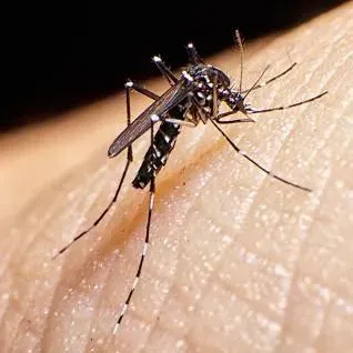 A mosquito is biting a person 's arm.