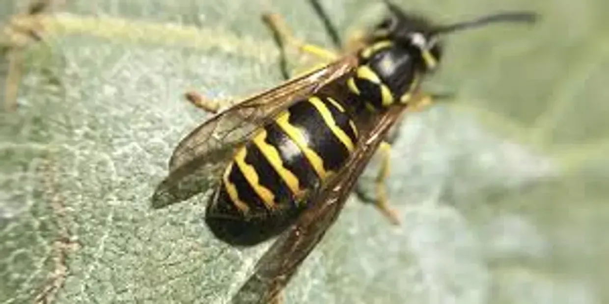 A close up of a wasp sitting on a leaf.