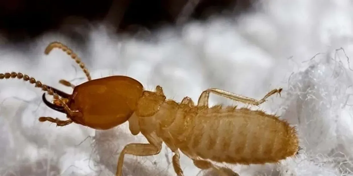A termite is crawling on a white surface.