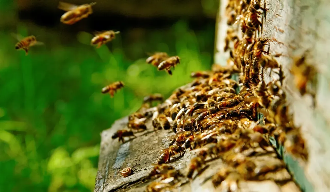 A close up of a beehive with bees flying around it.