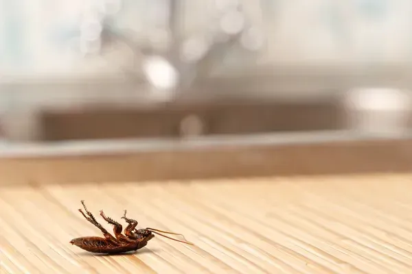 A cockroach is laying on its back on a wooden table.
