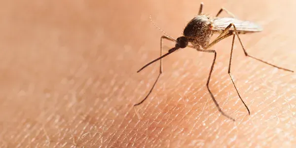 A mosquito is crawling on a person 's skin.