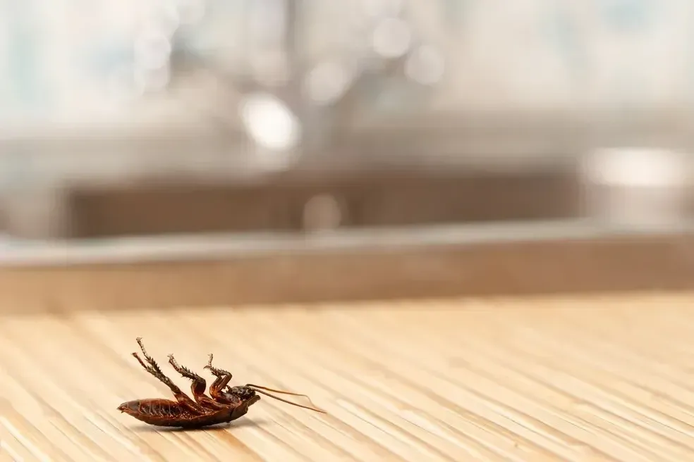 A cockroach is laying on its back on a wooden table.