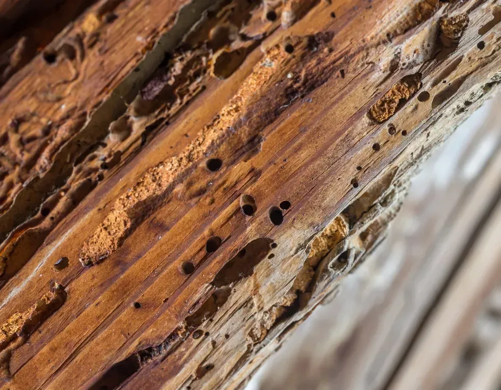 A close up of a piece of wood with holes in it.