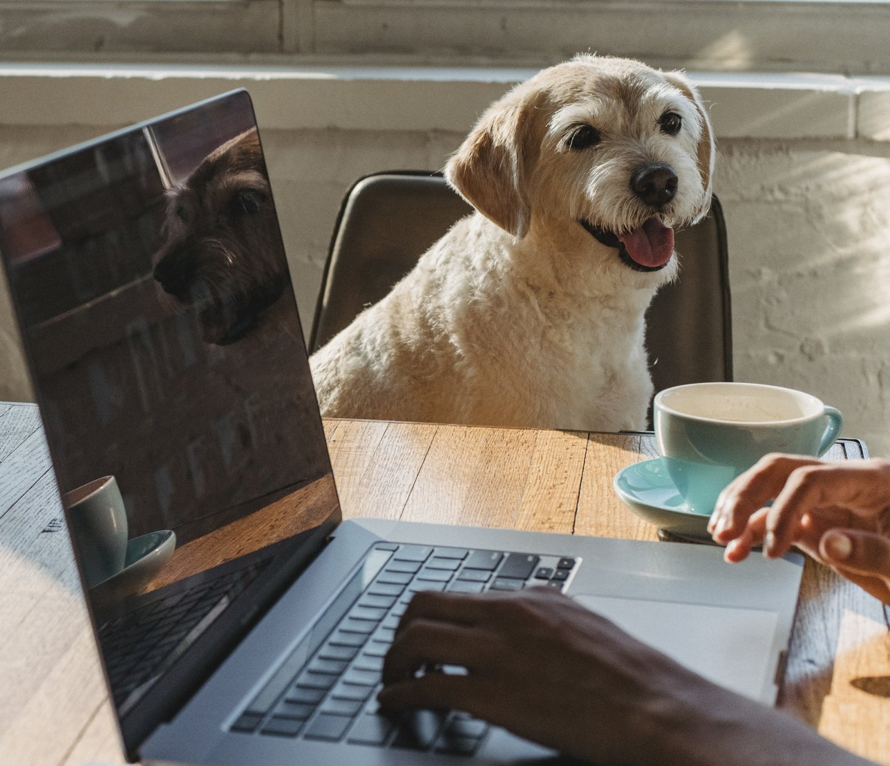 PC und Hund auf Schreibtisch