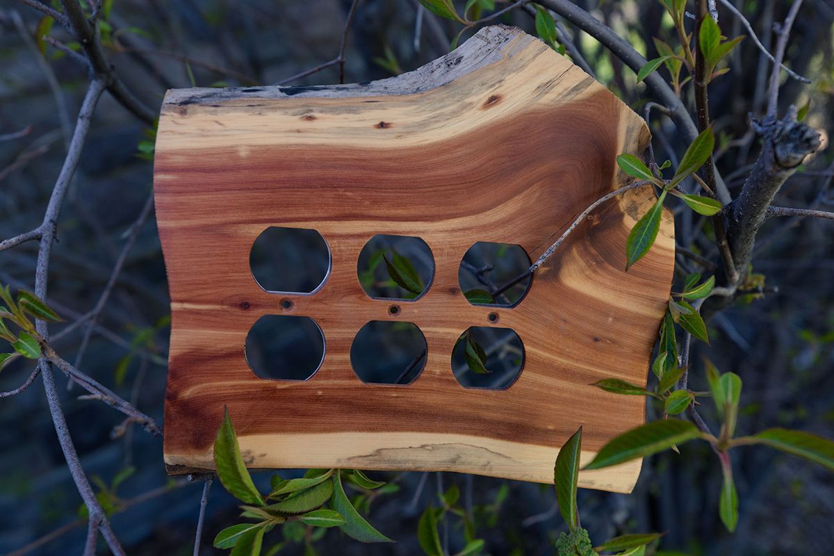 A piece of wood with holes in it is sitting in a tree.