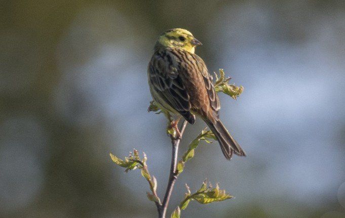 Book wildlife photography hides in Essex