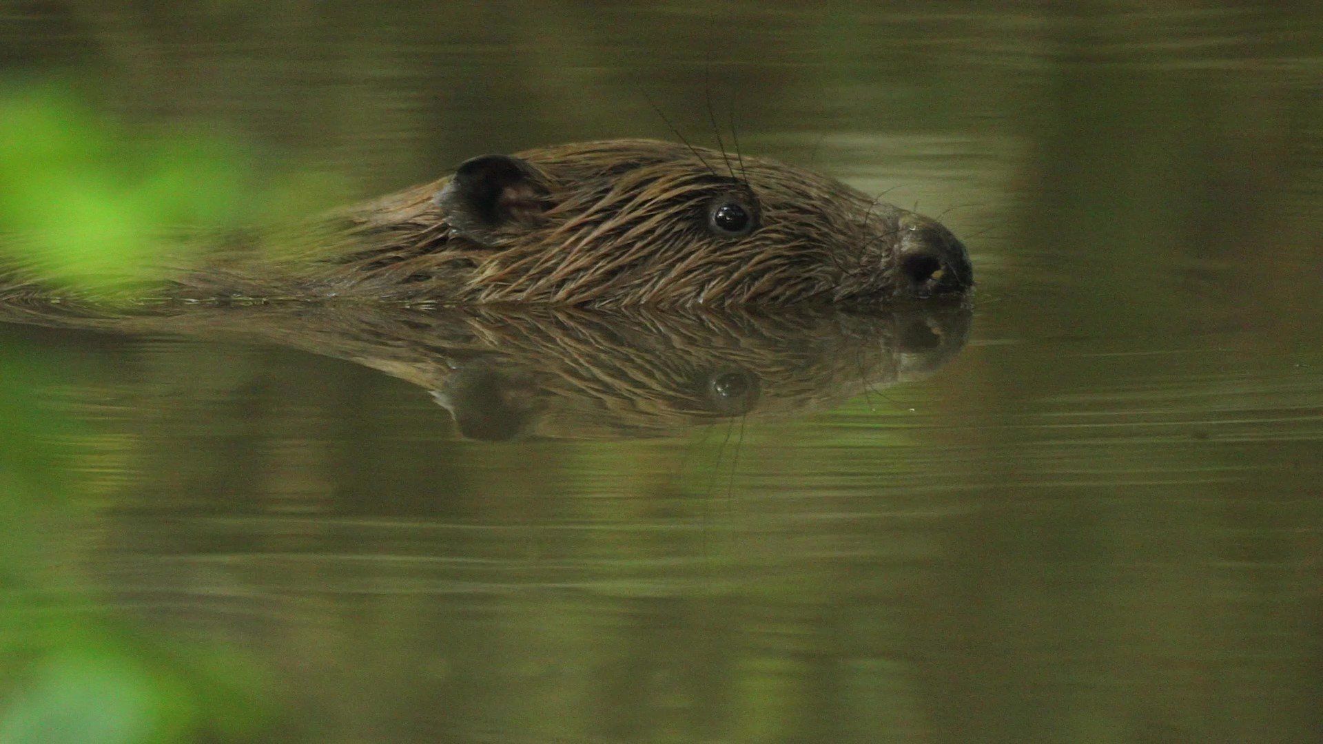 Beaver floating in water by Russell Savory