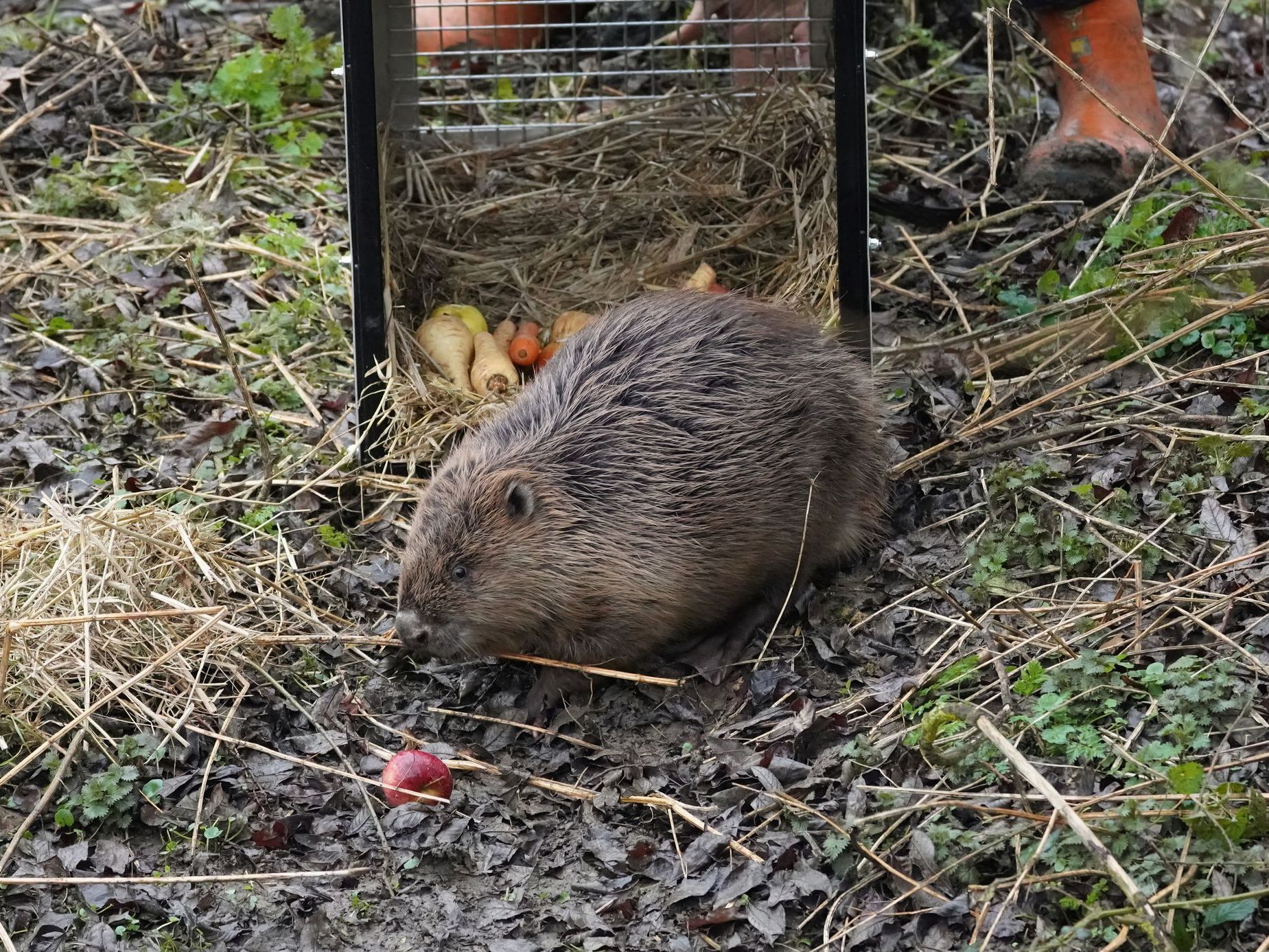 Female beaver being released at Spains Hall Estate (c) Simon Hurwitz