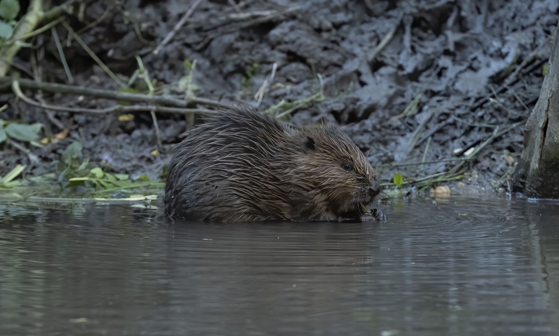 Beaver kit (baby beaver) eating in front of its lodge at Spains Hall estate (Credit Russell Savory)