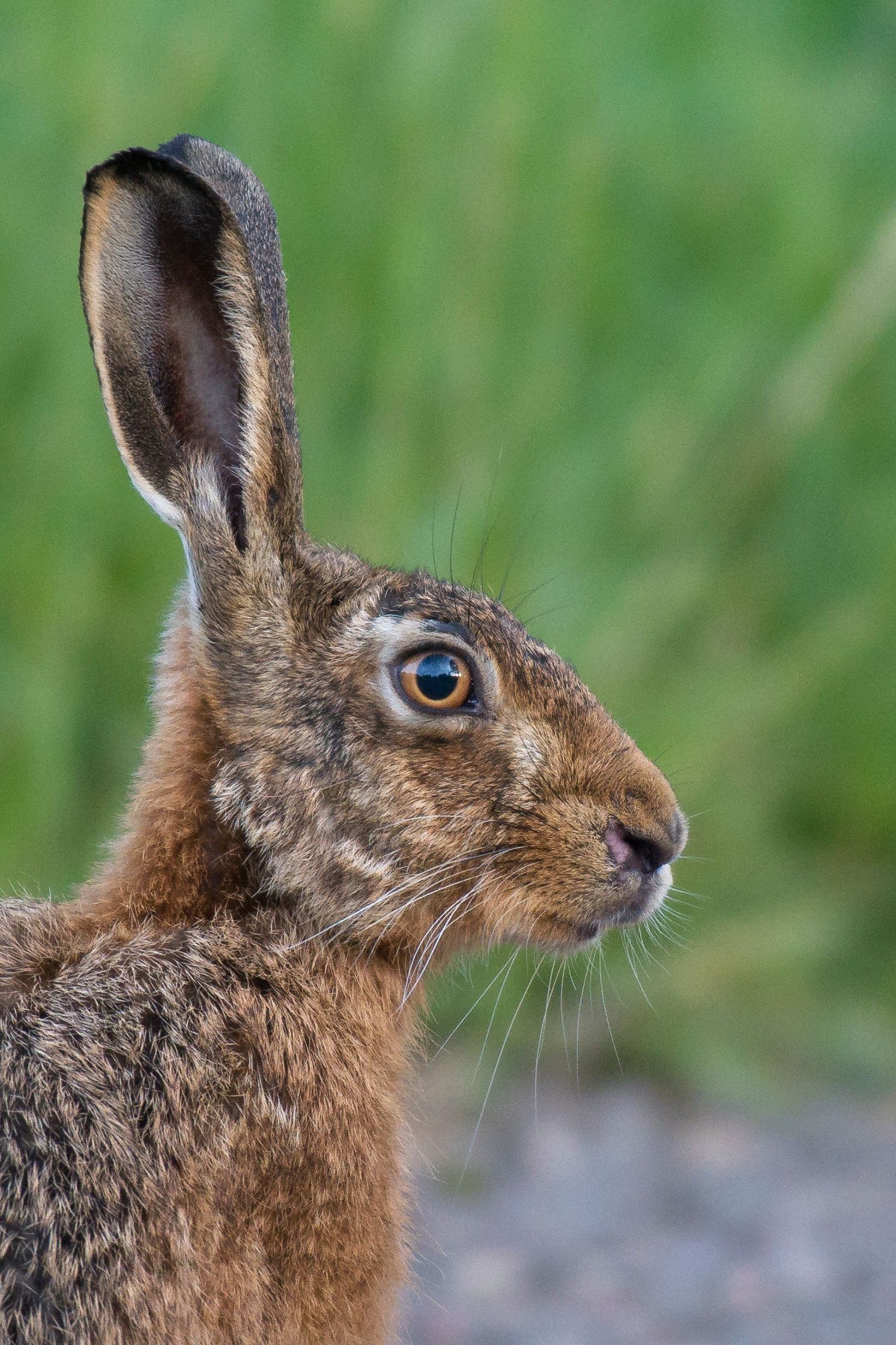 Brown hare at Spains Hall Estate