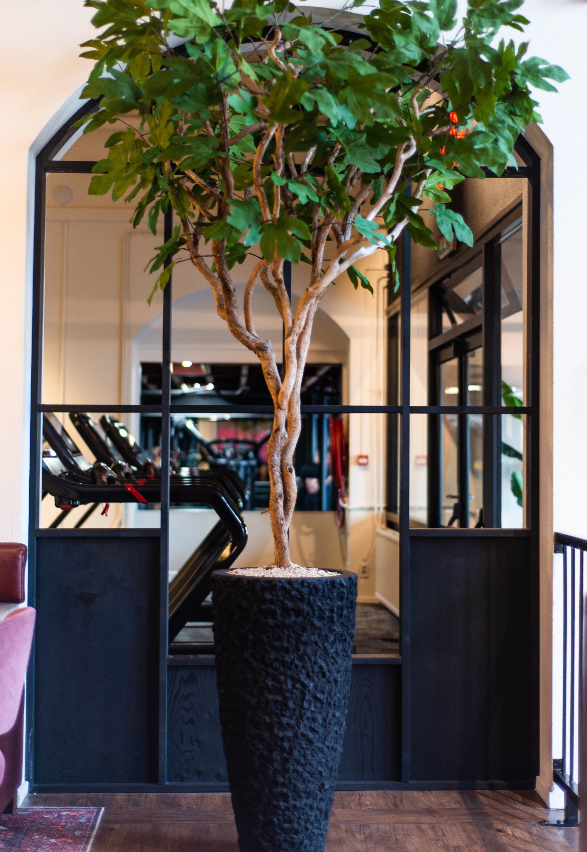 Een grote boom in een zwarte pot in een sportschool