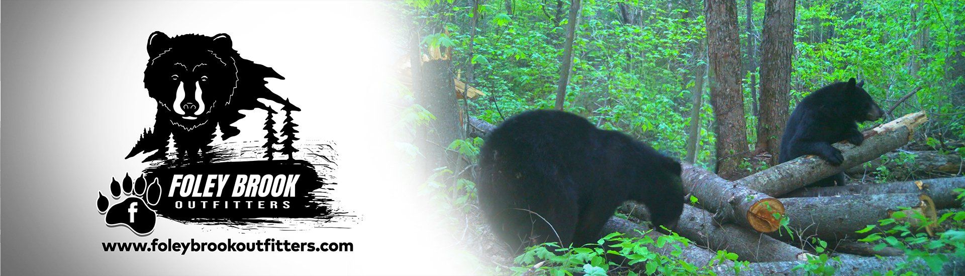 Black bear big game hunting packages — Foley Brook Outfitters – Foley Brook Outfitters