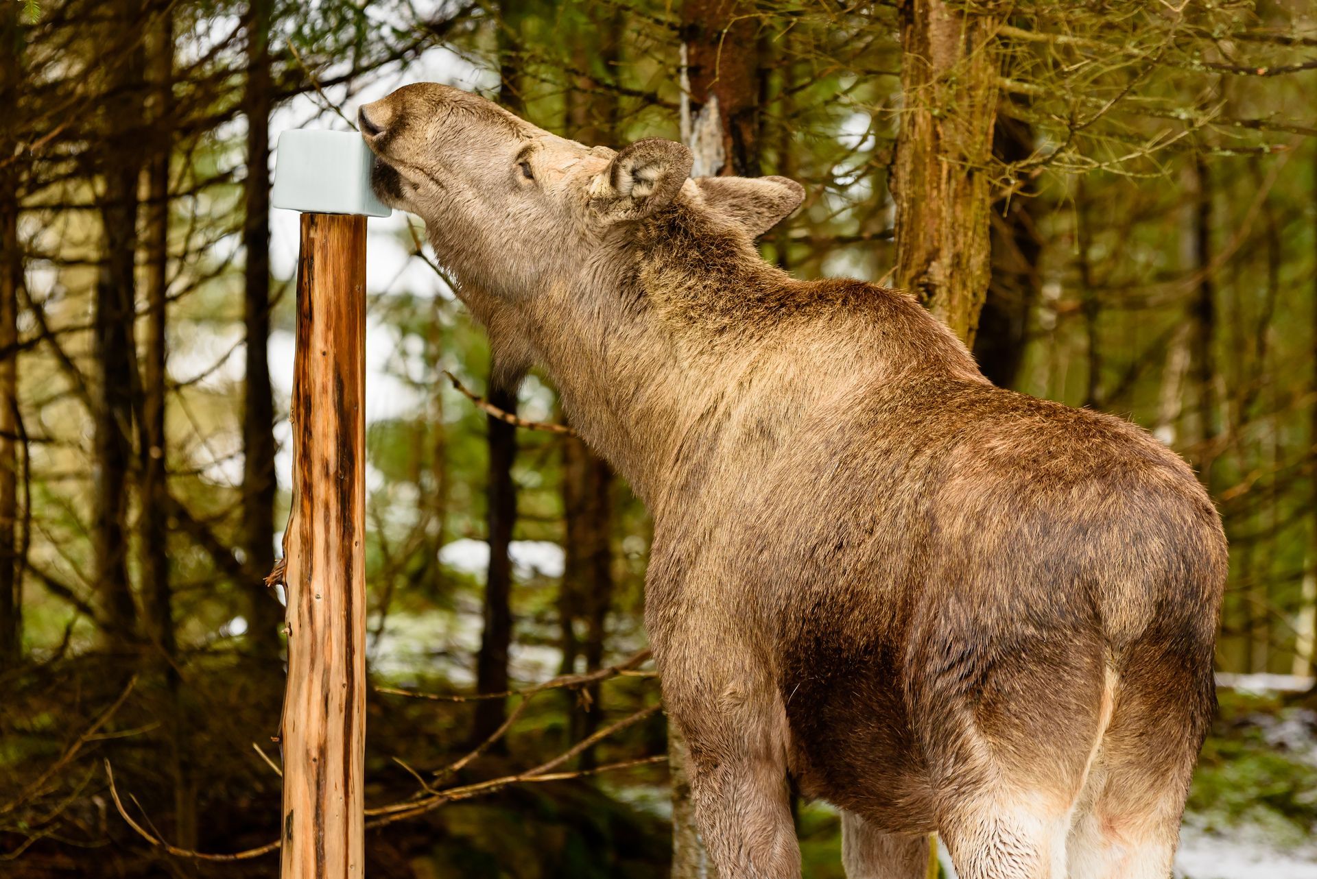 moose (Alces alces) getting a well needed dose of minerals at a mineral lick. moose (Alces alces) getting a well needed dose of minerals at a mineral lick.