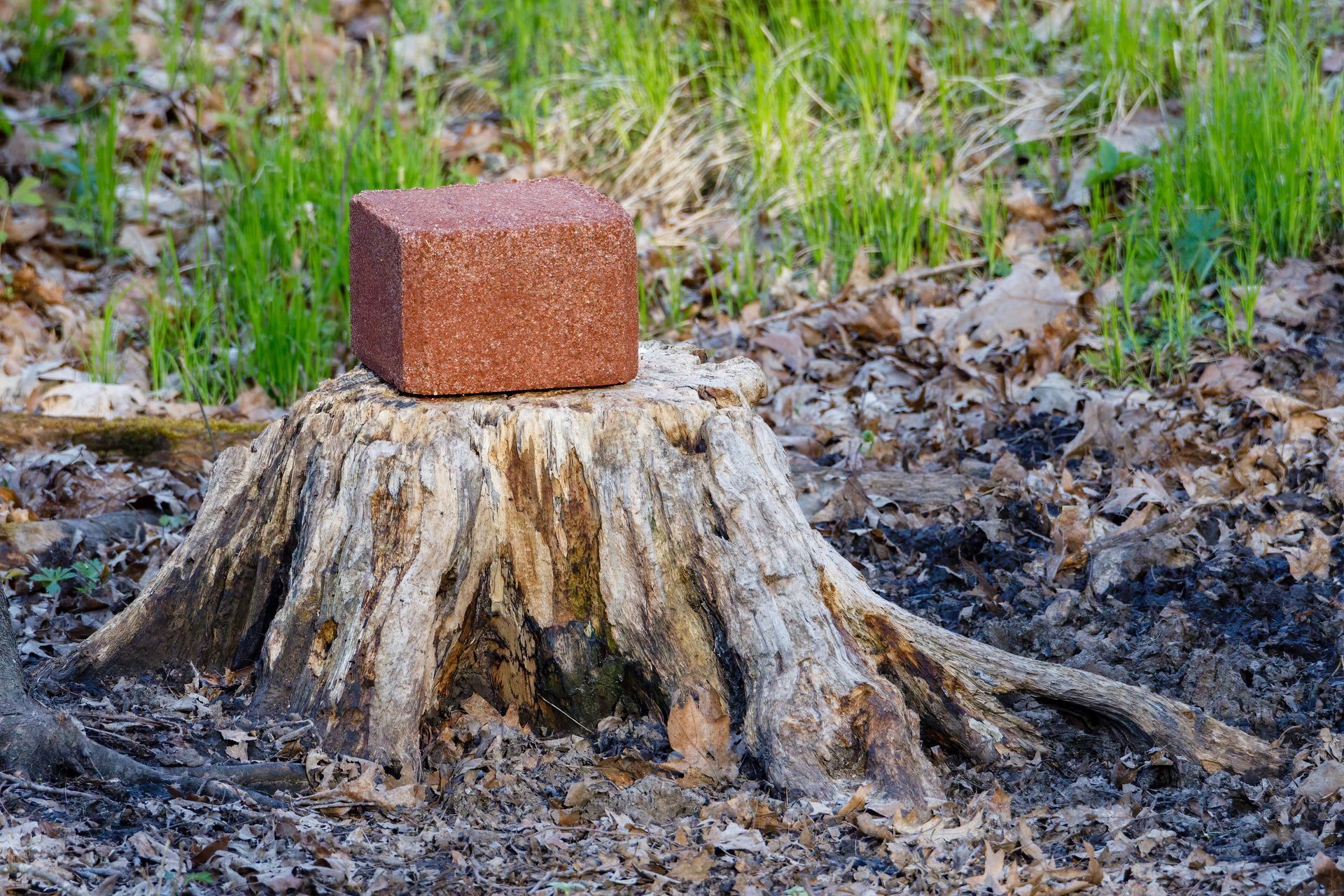 Mineral block on an old tree stump being eaten. Mineral block on an old tree stump being eaten.