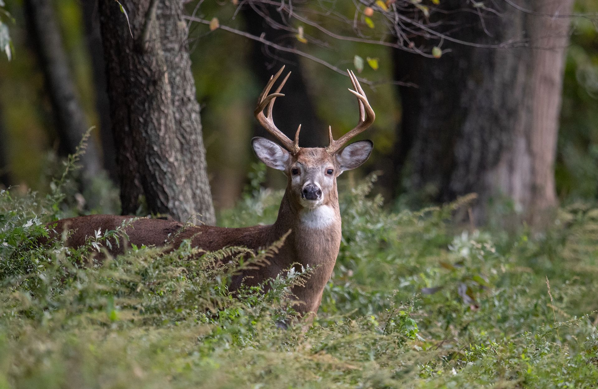 Majestic whitetail deer buck standing in forest clearing, showcasing a strong deer in nature.