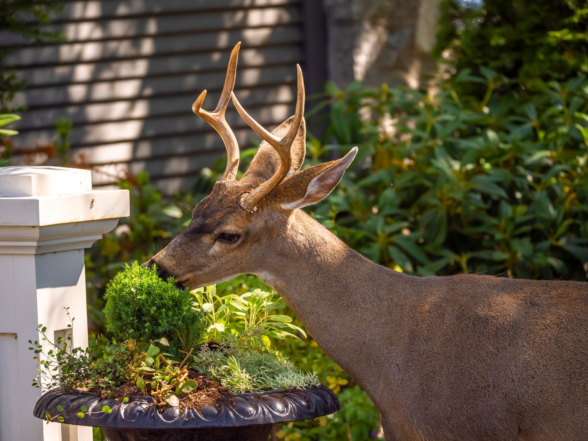 A deer sniffing around a landscaped residential yard, attracted by a deer mineral block. A deer sniffing around a landscaped residential yard, attracted by a deer mineral block.