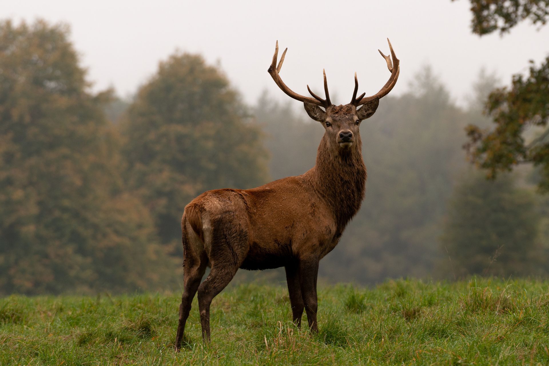 Deer stag looking in the camera.