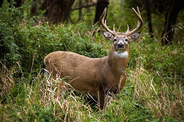 A whitetail buck in prime october condition.