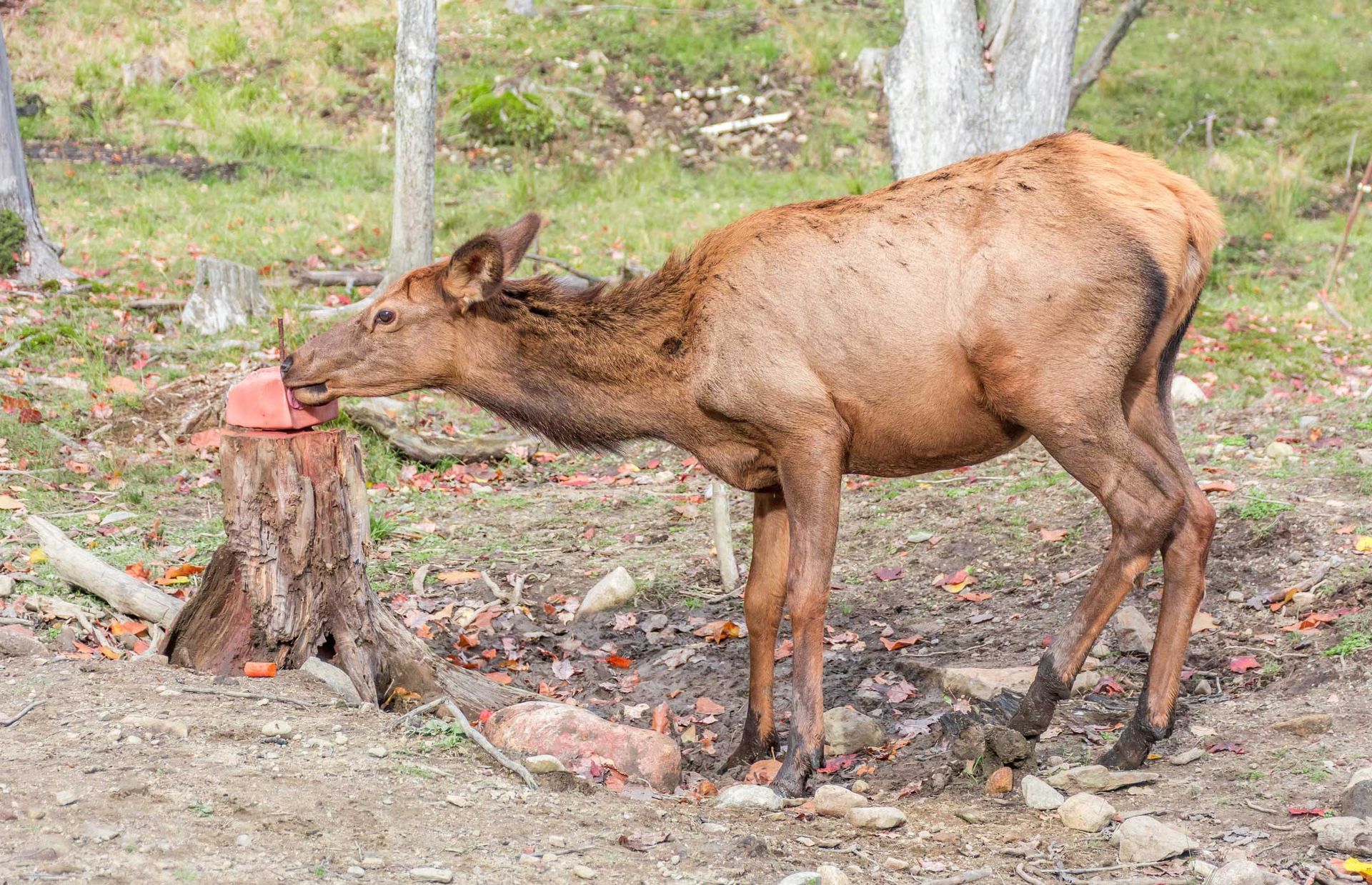 Moose licking a deer mineral blocks
