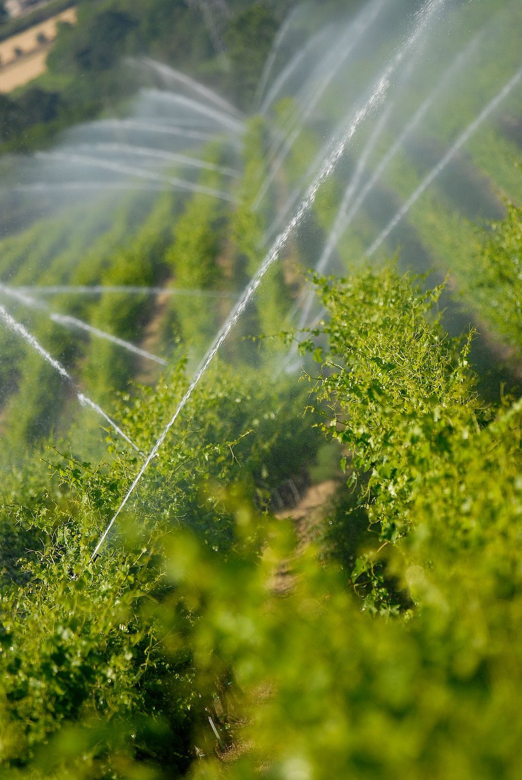 Rows of green plants being irrigated with water.