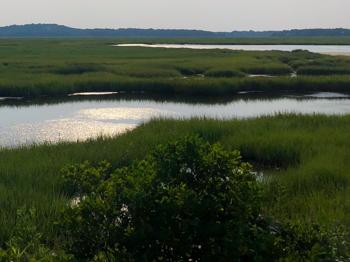 Image of Plum Island marsh