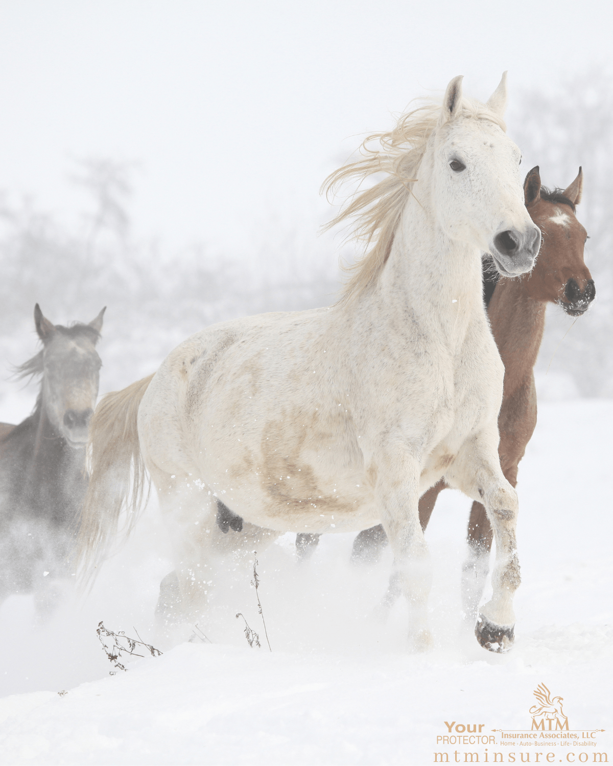horses running in snow