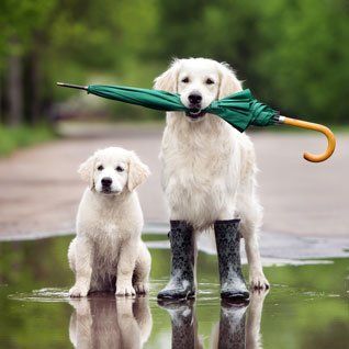 Two white golden dogs in puddle image
