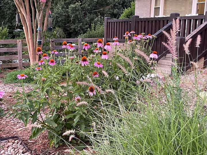 Pink coneflowers and ornamental grasses in a garden bed near a wooden fence and stairs.