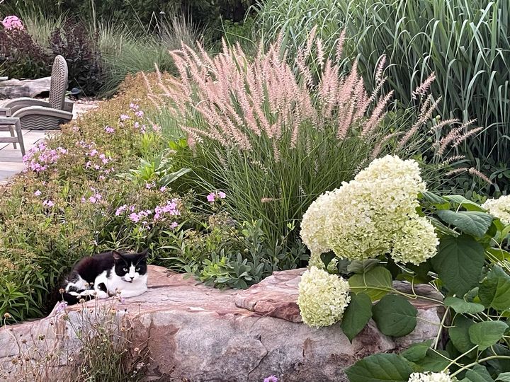Black and white cat resting on a stone wall in a garden with pink and green plants.